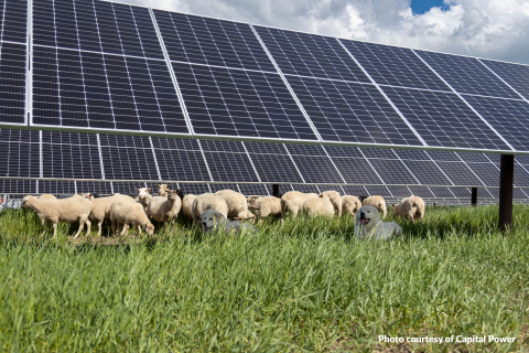 Solar sheep dog courtesy Capital Power